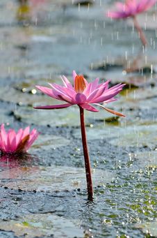 Wild Lotus Flower Under Rain Stock Images Wild Lotus Flower Under Rain Stock Images