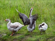 Three Grey Geese Royalty Free Stock Photos Three Grey Geese Royalty Free Stock Photos