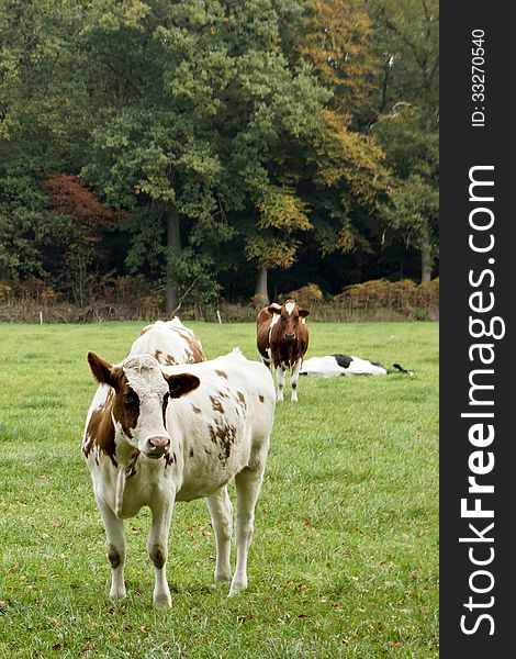 Brown And White Cows