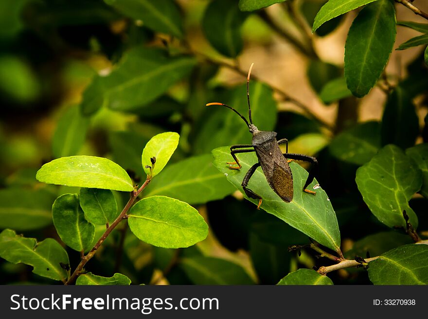 A bug hangs out on a leaf