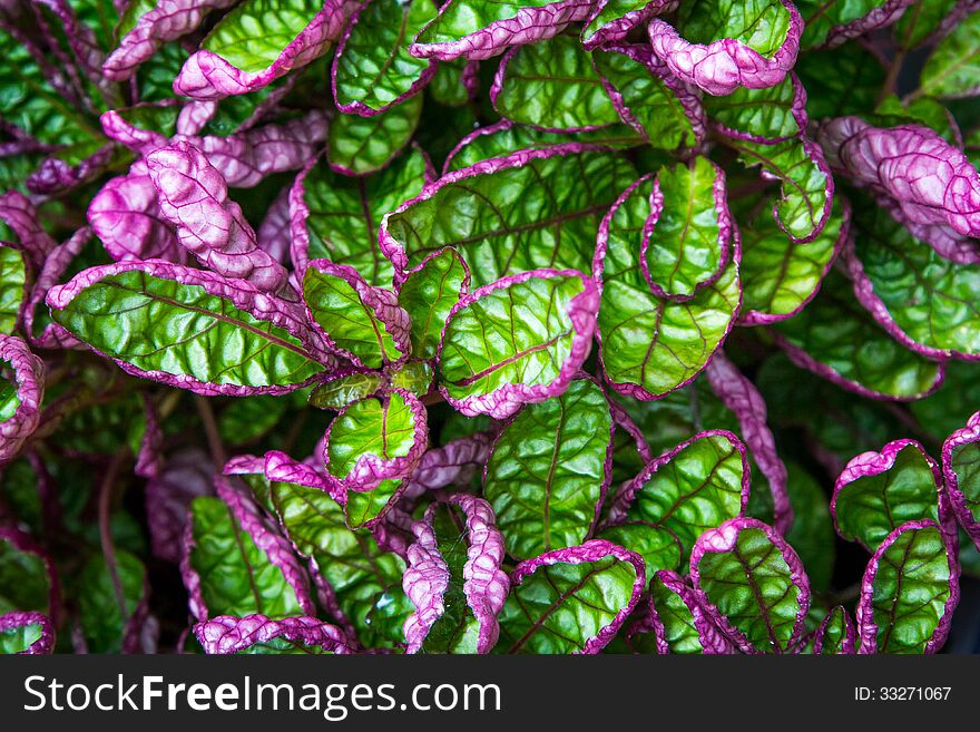 Green and Purple leaved plant