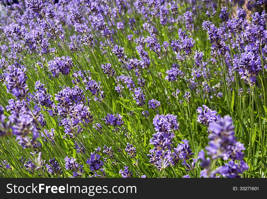 Closeup of a lavender field