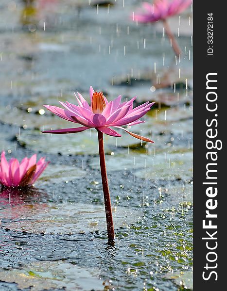 A pure beauty. Wild water Lotus Flower under the rain. A pure beauty. Wild water Lotus Flower under the rain.