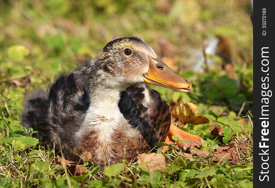 Funny newborn goose sitting in the grass. Funny newborn goose sitting in the grass