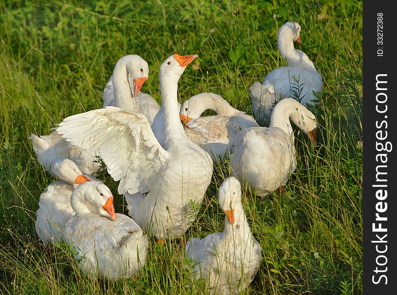 Gaggle of white geese on the green meadow. Gaggle of white geese on the green meadow