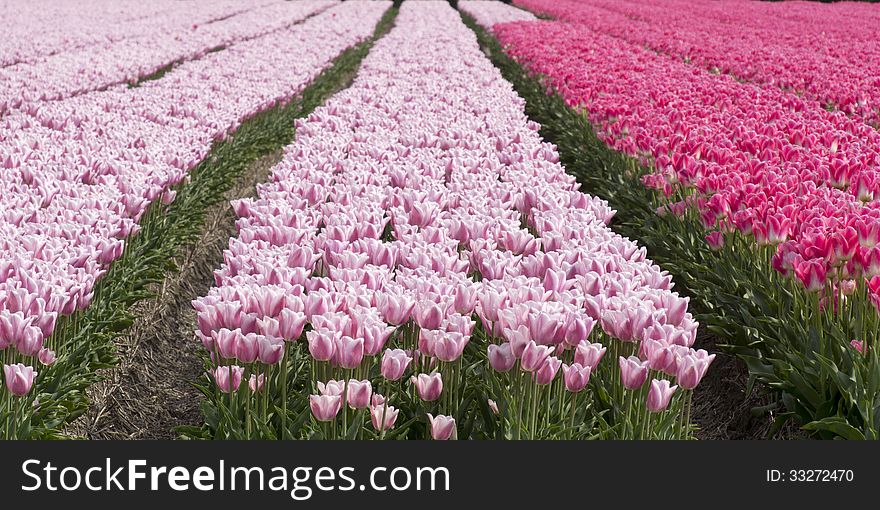 Fields with pink tulips in the Noord Oost Polder in the Netherlands. Panorama