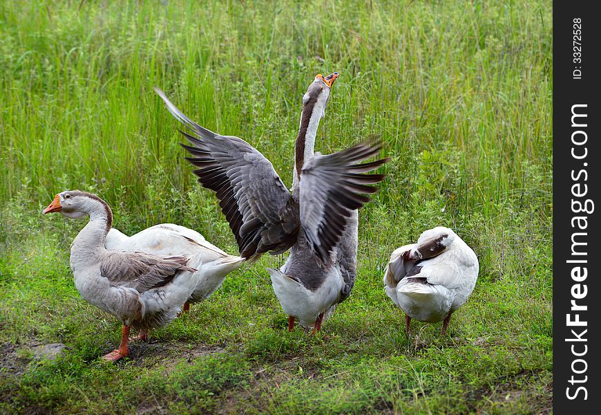 Three grey geese walking in the green meadow