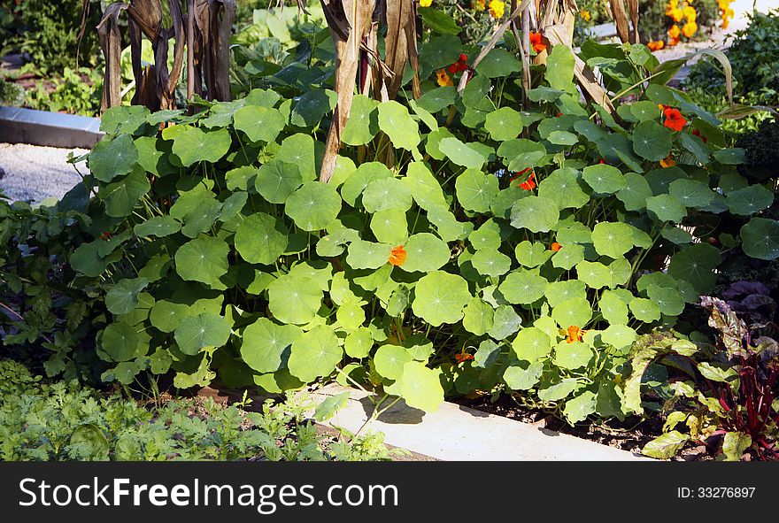 Nasturtium Larger Bush On The Vegetable Garden