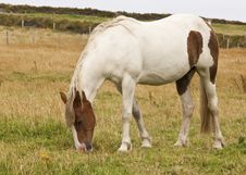 Horse Eating Grass Stock Photo Horse Eating Grass Stock Photo