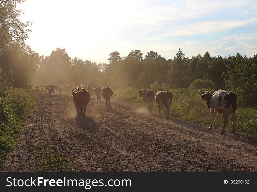 Image of cows coming back from pasture