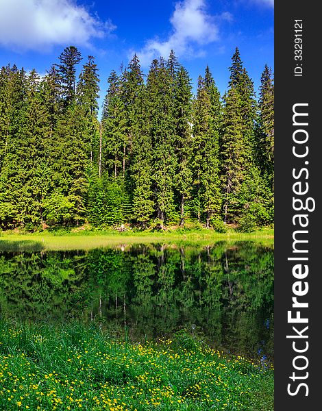 Yellow flowers on shore and pine forest reflection. Yellow flowers on shore and pine forest reflection