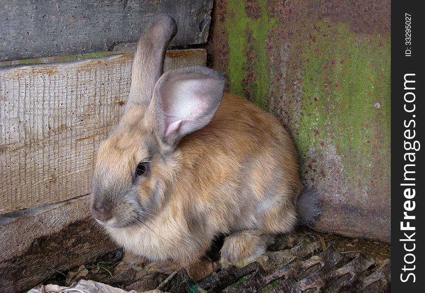 The image of small brown nice rabbit. The image of small brown nice rabbit