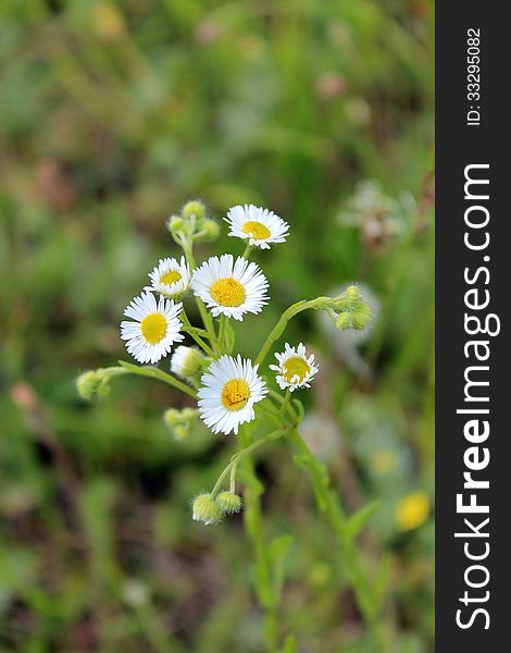 Two White Beautiful Chamomiles