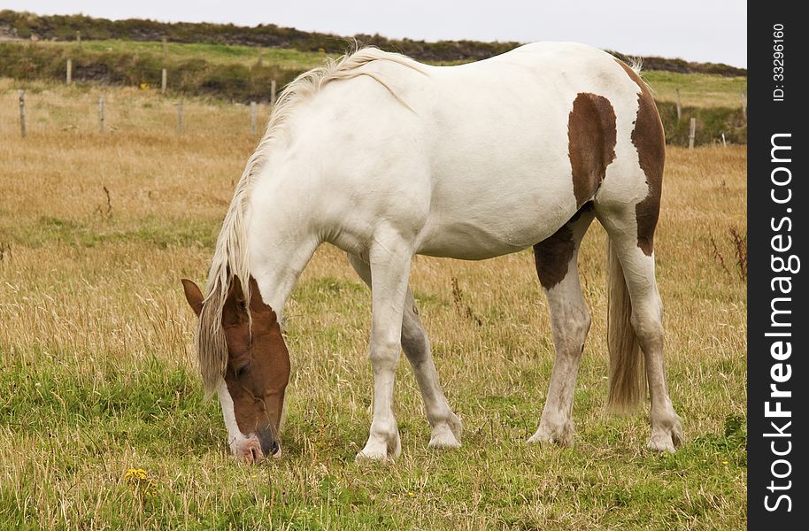 Horse eating grass in the field