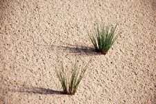 Little Piece Of Grass On Sand Stock Photos Little Piece Of Grass On Sand Stock Photos