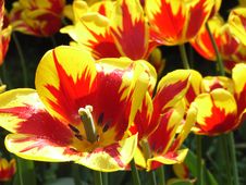Red And Yellow Tulips Royalty Free Stock Image Red And Yellow Tulips Royalty Free Stock Image