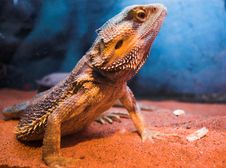 Lizard Standing On Sand Stock Image Lizard Standing On Sand Stock Image