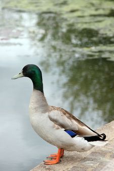 Mallard Duck Royalty Free Stock Image