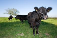 A Curios Black Cow Royalty Free Stock Images