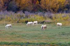Horses In Field Royalty Free Stock Photo Horses In Field Royalty Free Stock Photo