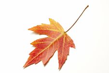 Red Maple Leaf On White Stock Photos Red Maple Leaf On White Stock Photos