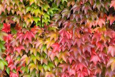 Autumn Leaves Background Royalty Free Stock Photography Autumn Leaves Background Royalty Free Stock Photography