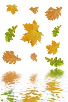 Multi-coloured Autumn Leaves Stock Images