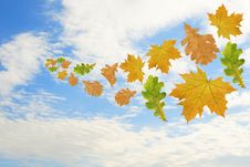 Flying Multi-coloured Leaves Royalty Free Stock Image