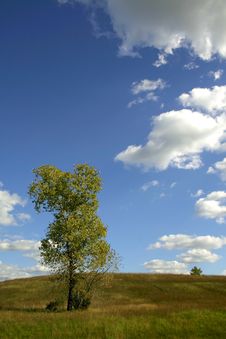 Lonely Tree Stock Image Lonely Tree Stock Image