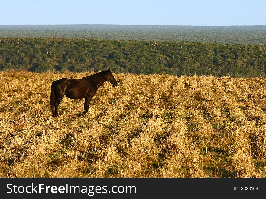 Horse standing still in a field early in the morning. Horse standing still in a field early in the morning