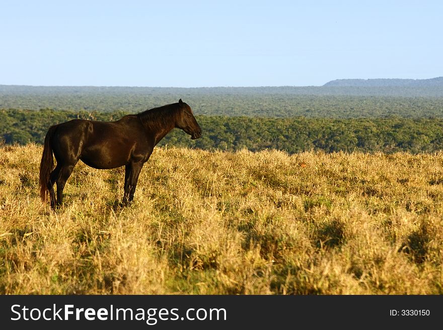 Horse standing in a field early in the morning. Horse standing in a field early in the morning