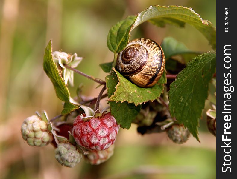 Ripe berry a raspberry and the Snail sitting on a leaf. Ripe berry a raspberry and the Snail sitting on a leaf