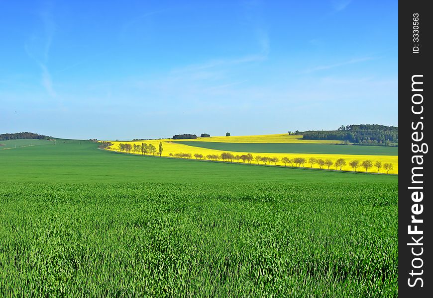 Green field of wheat with yellow. Green field of wheat with yellow