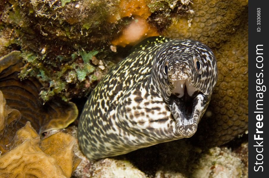 Spotted Moray Ell