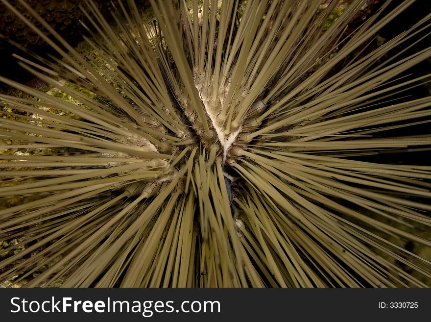 Underwater Bonaire - sea urchid at night