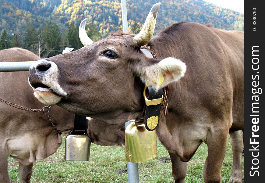 Moo of a cow. Cattle fair in Val Vigezzo, VB, Italy. Moo of a cow. Cattle fair in Val Vigezzo, VB, Italy