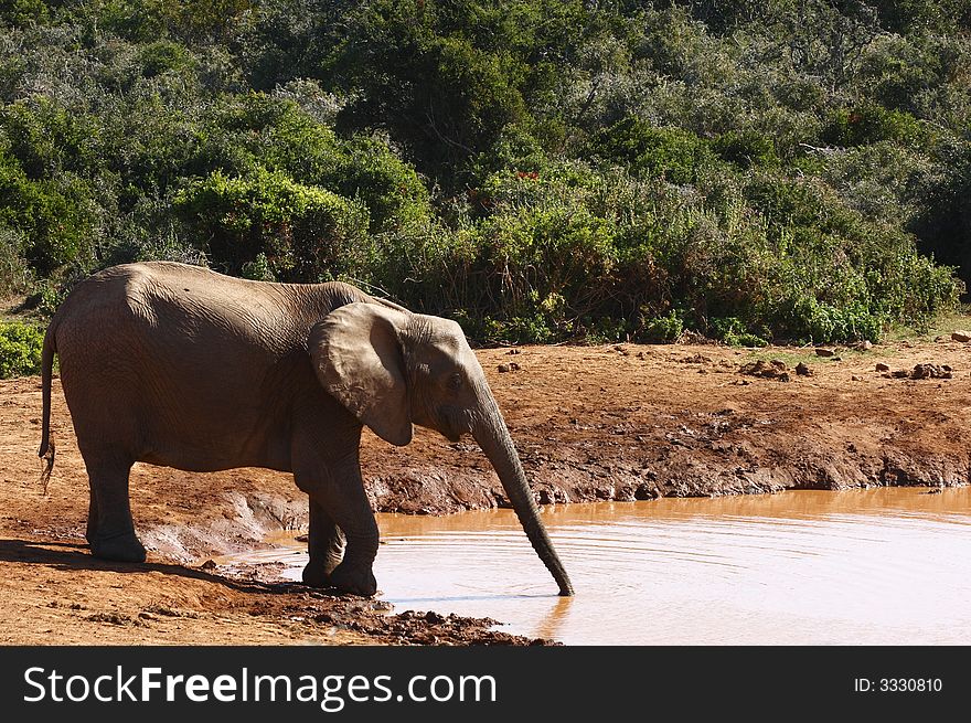 Young female elephant stretching for a drink. Young female elephant stretching for a drink
