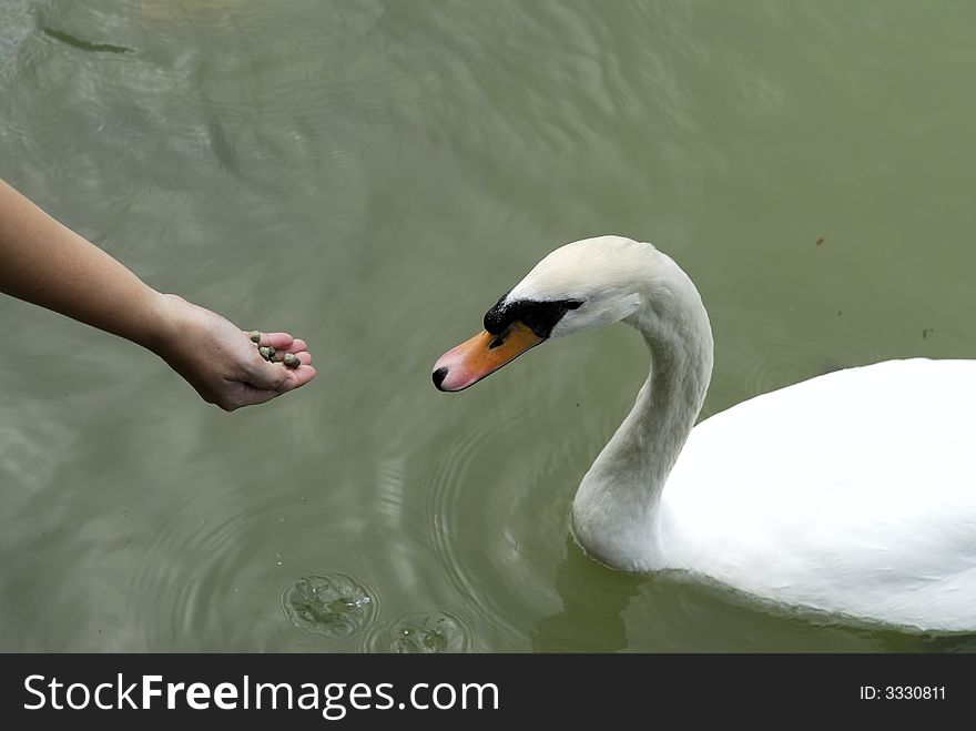 Hand feeding a beautiful tame swan. Hand feeding a beautiful tame swan