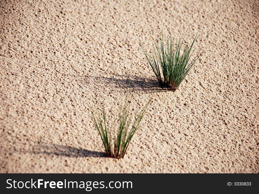 Two little pieces of grass on sand dune. Two little pieces of grass on sand dune.