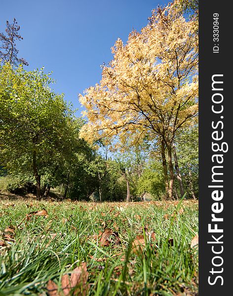 Autumn in the park. Sunlight on leaves. Colors: Yellow, brown, green and blue. Autumn in the park. Sunlight on leaves. Colors: Yellow, brown, green and blue.