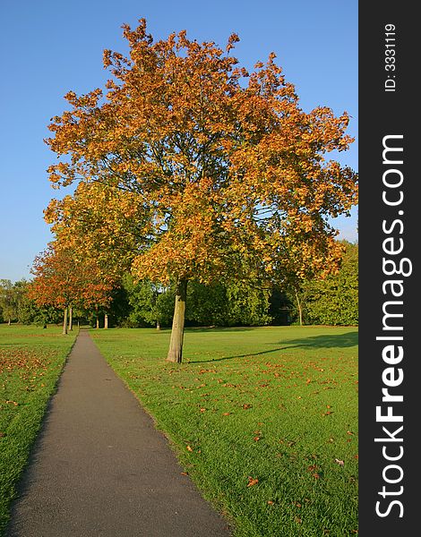 Autumnal colours beginning to show on a parkland tree. Autumnal colours beginning to show on a parkland tree