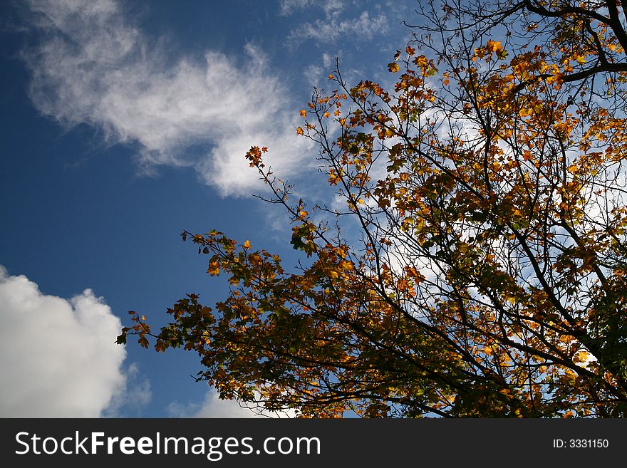 Autumn colour (red, yellow, orange, green, gold) leaves on the beauty cloudy sky, 
natural background