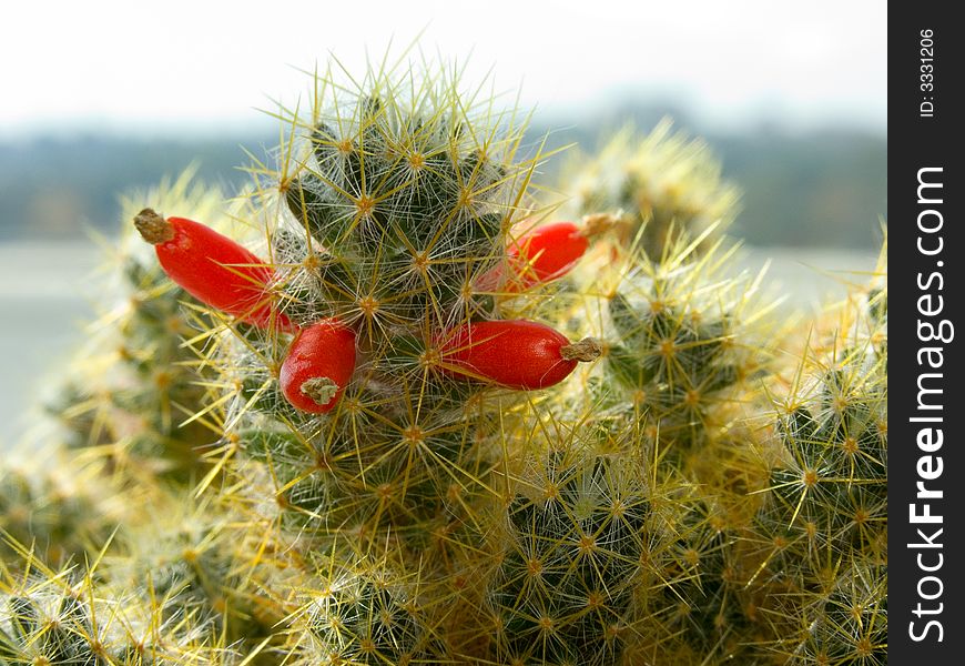 The cactus has blossomed the extraordinary red colors similar to fruits. The cactus has blossomed the extraordinary red colors similar to fruits