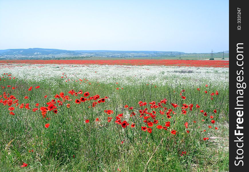 Meadow with red poppy