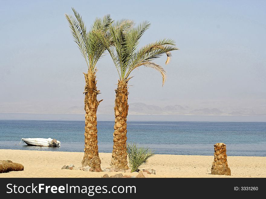 Palm trees on beach resort, red sea sinai, egypt