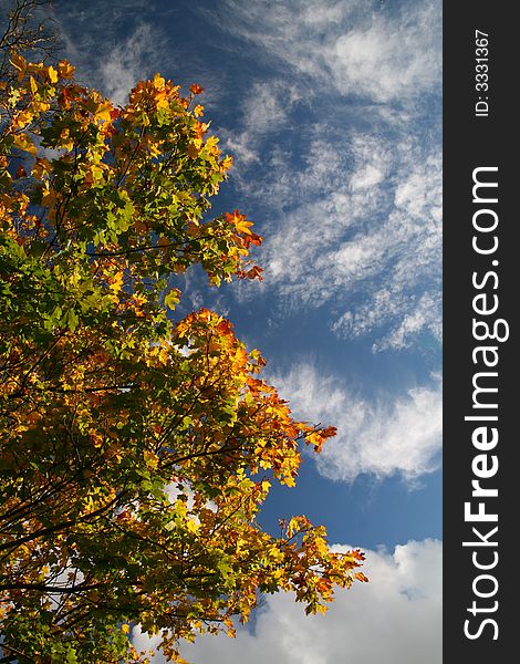 Autumn colour (red, yellow, orange, green, gold) leaves on the beauty cloudy sky, natural background
