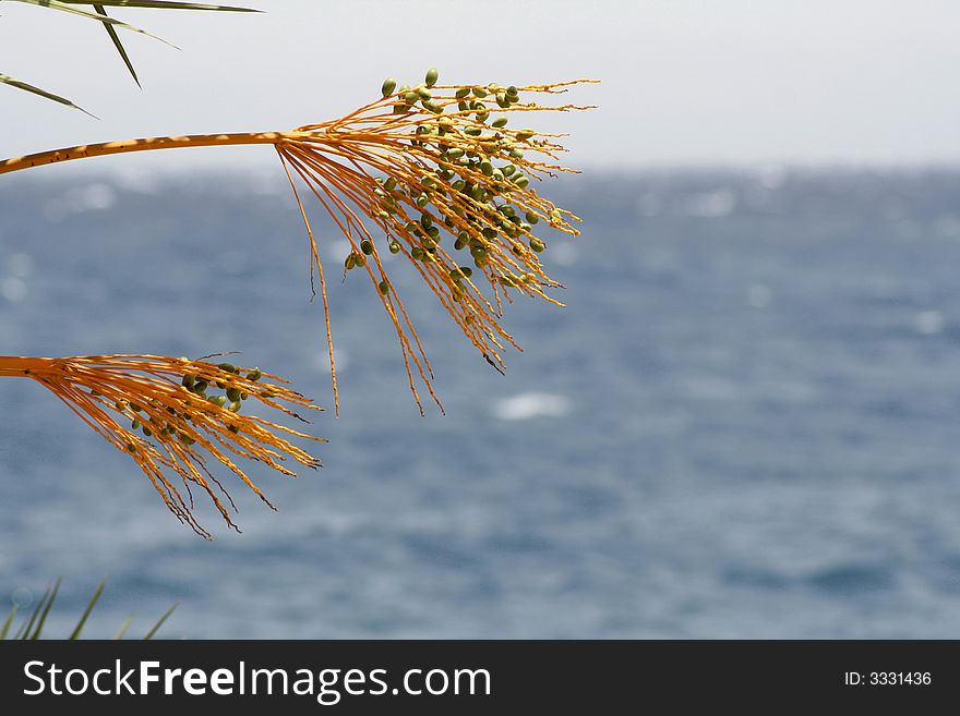 Date tree, red sea beach