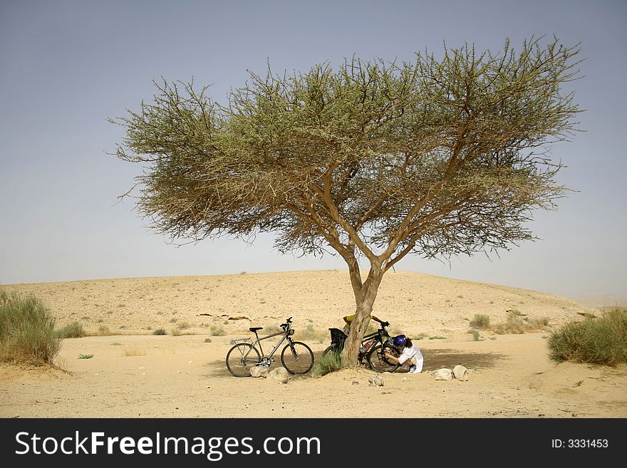 Cyclists Under Tree In Desert