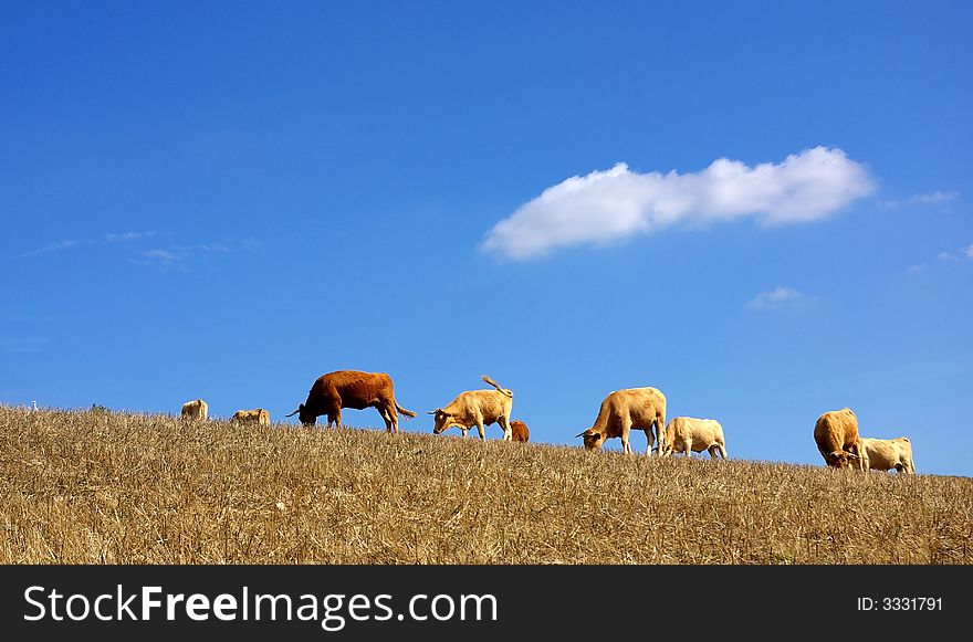 Cows  In The Dry Field