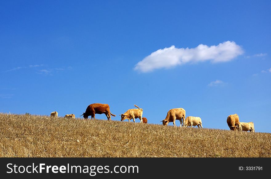 Some cows graze in the dry field of the Alentejo Portugal. Some cows graze in the dry field of the Alentejo Portugal.